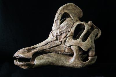Skull of Duck-Billed Dinosaur from Mexico