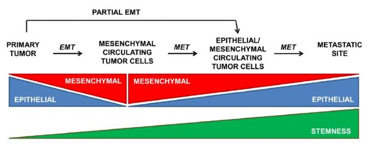 Graphical Abstract