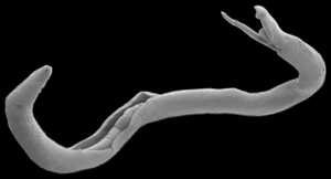 Adult schistosome parasites