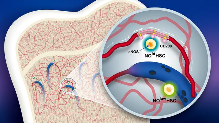 The bone marrow niche formed by CD200-positive vessels orchestrate stem-cell hierarchy and immune tolerance