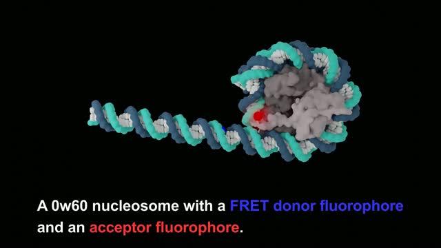 How the CHD4 Protein Works