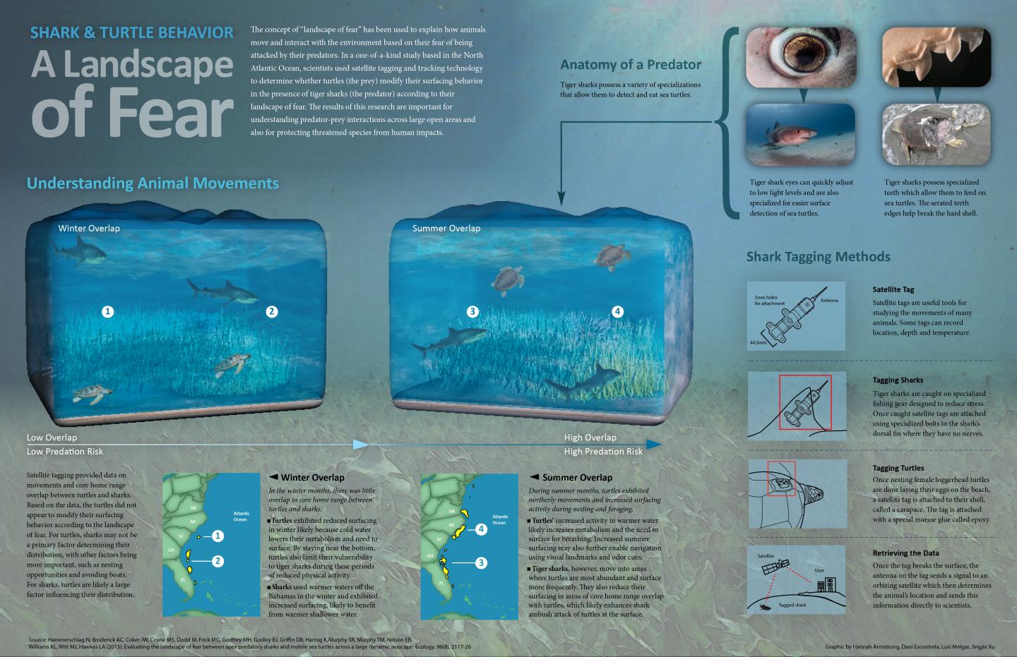 Infographic: Shark and Turtle Behavior -- A Landscape of Fear