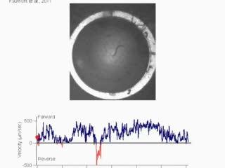 Worm-tracking challenge leads to new tool for | EurekAlert!