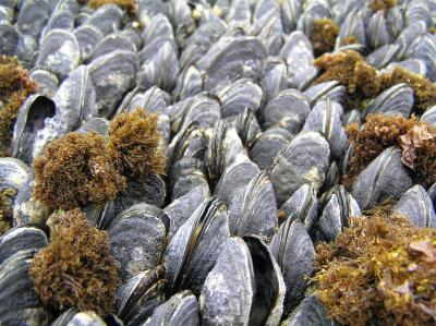 Dead, Eroded Mussels
