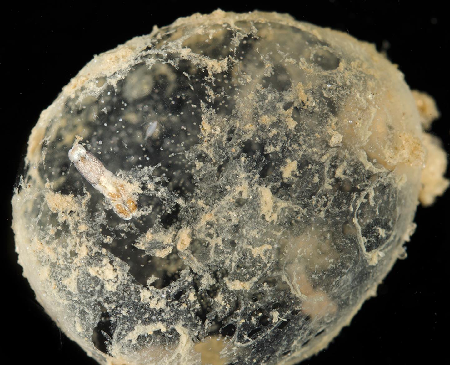 Slug Penetrates Egg Masses' Mucous-Like Barrier