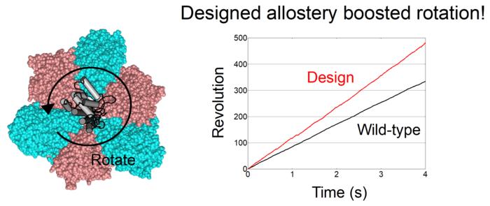 Fig. 2 Designed allostery boosted rotation of the designed V1