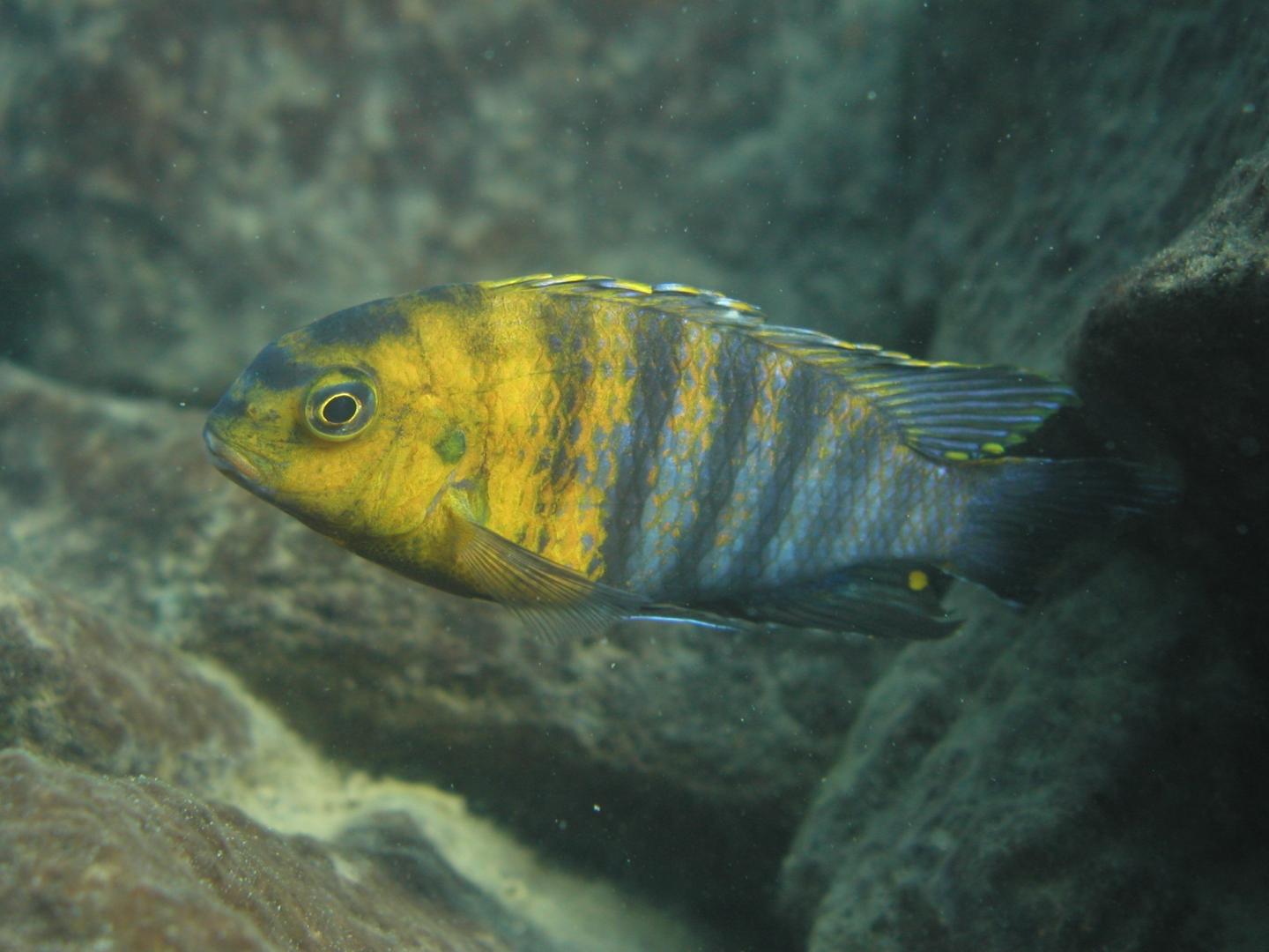 Cichlid Species from  Africa's Lake Malawi