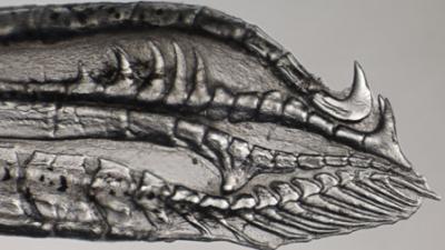 Fish Genitalia Differences Linked to Predation