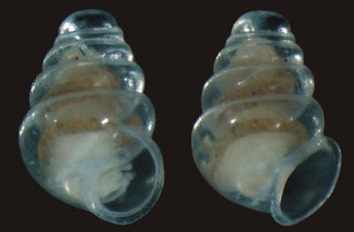 <i>Zospeum tholussum</i>