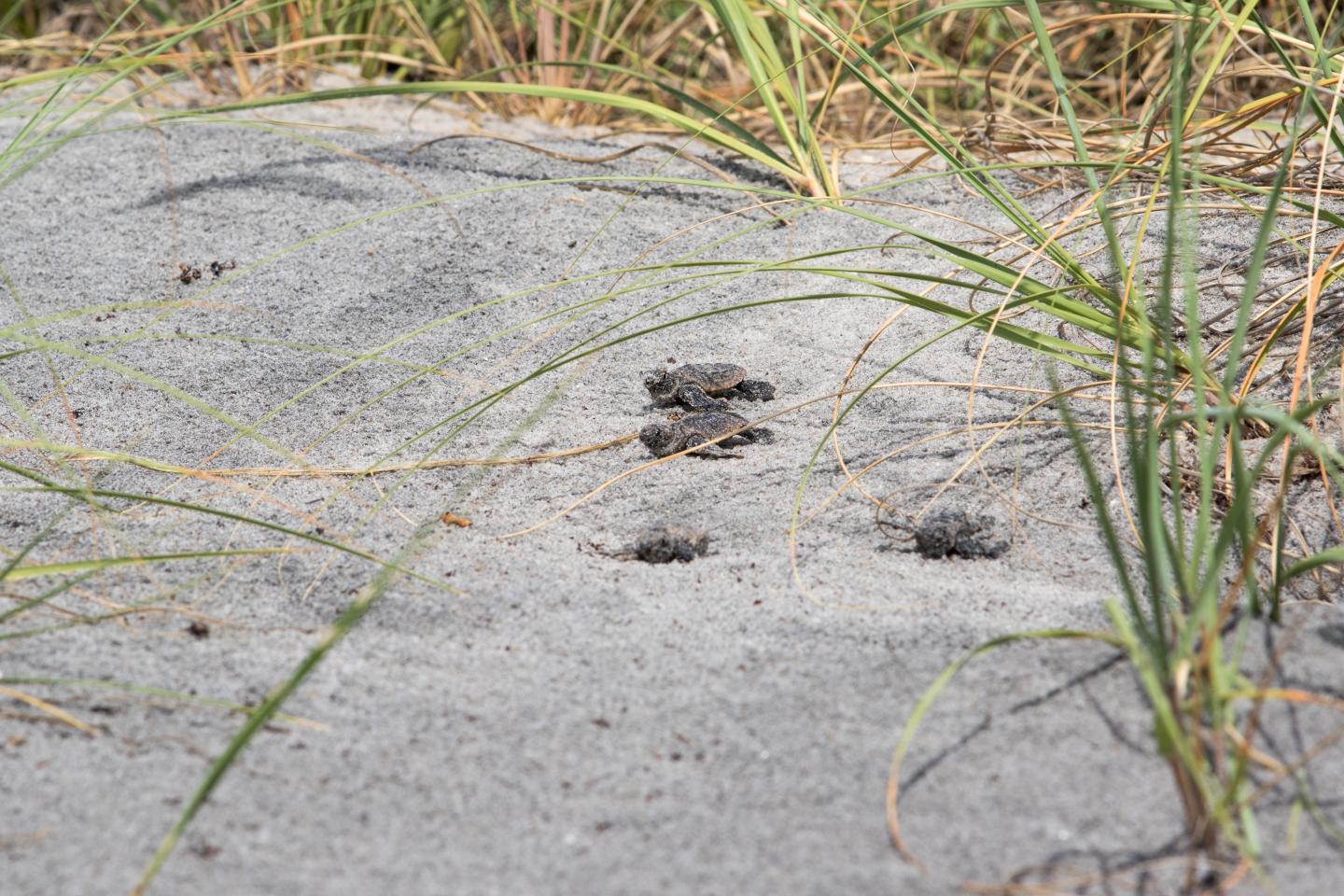 Study Sheds Light on Fate of Diminishing Male Populations