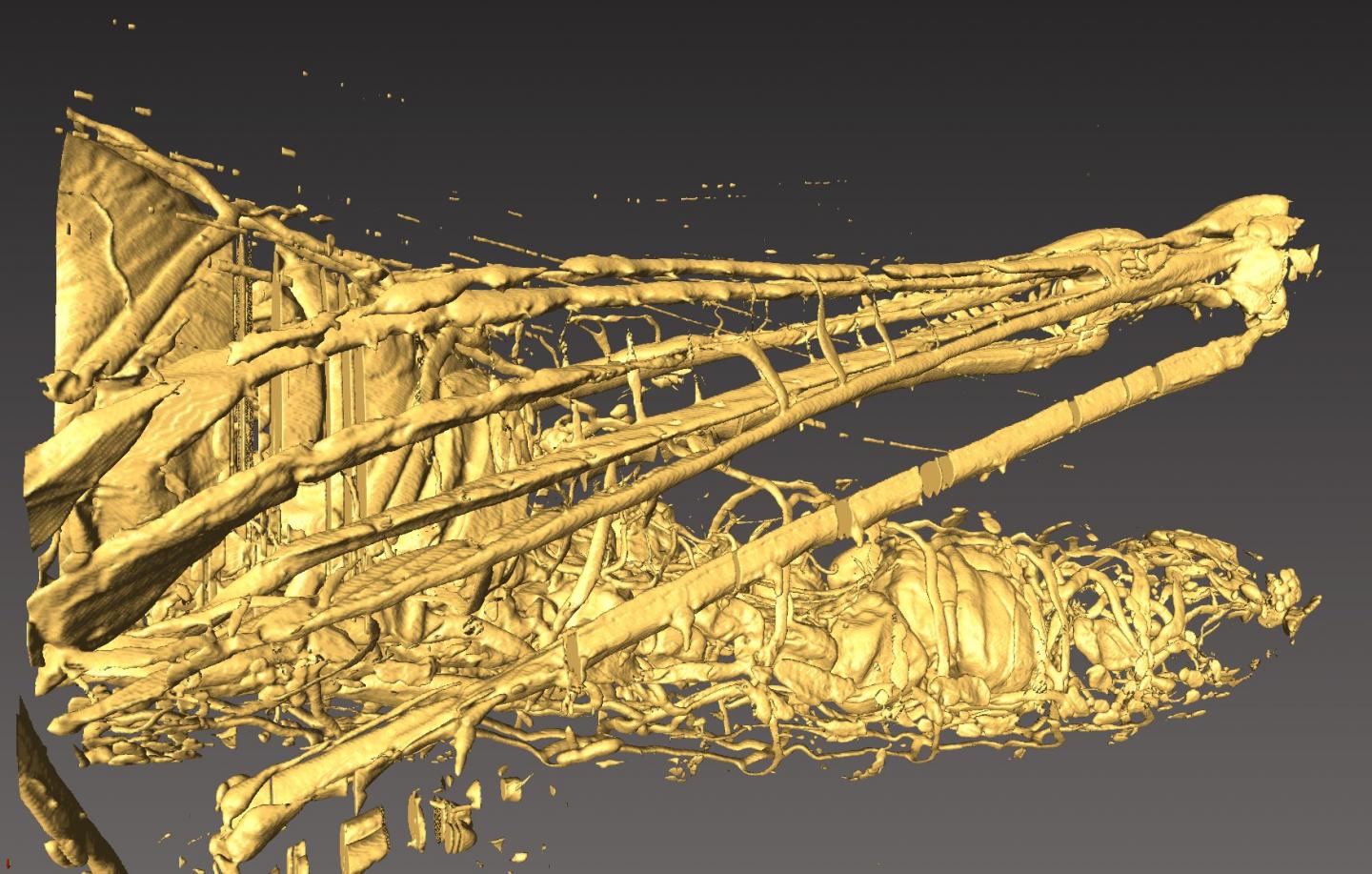 3D Microtomographic Image of a Grasshopper