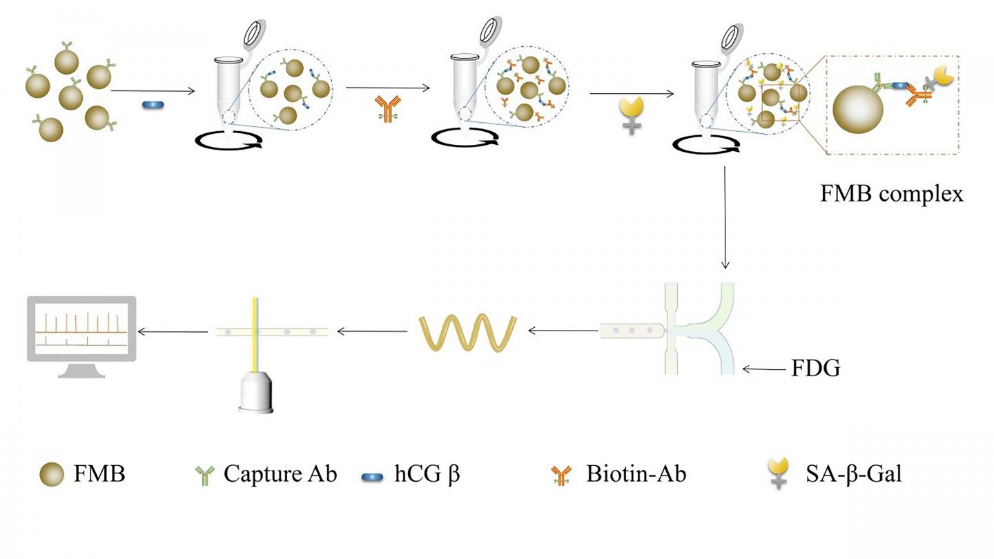 Diagram of hCG&#946;  Detection by Microfluidic Droplet and Multicolor Fluorescence Detection