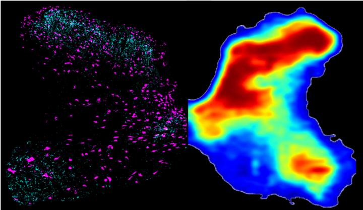 Active Neural Connections in Rat Spinal Cord