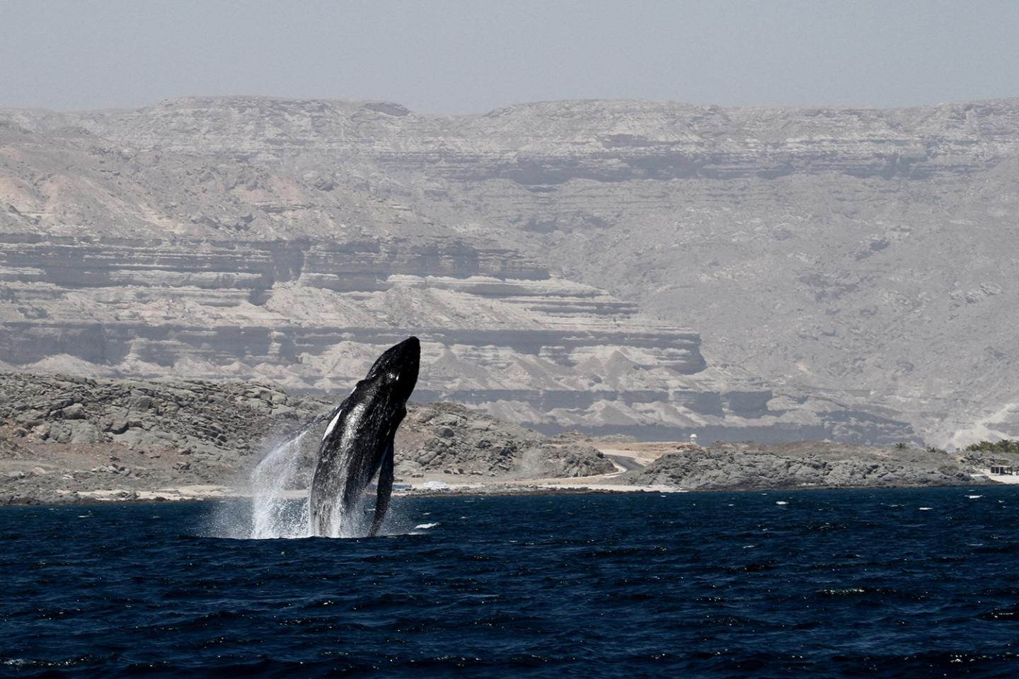 Arabian Sea Humpback Whale