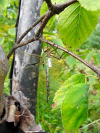 Green Darner Dragonfly with Tracking Device