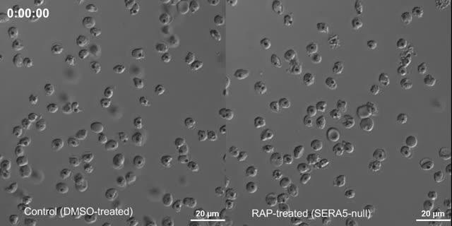 Malaria Parasites With and Without SERA5