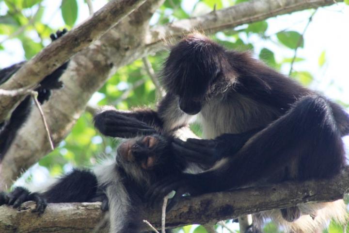 Spider monkeys grooming