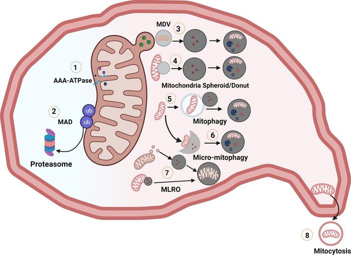Multiple pathways regulating mitochondrial quality control and turnover.