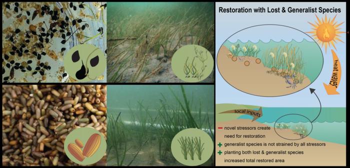 Restoration with lost and generalist species