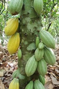 Cocoa tree with ripe fruits