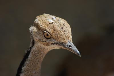 Adult Houbara Bustard