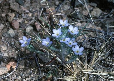 Miniature Woolly Star in Flower