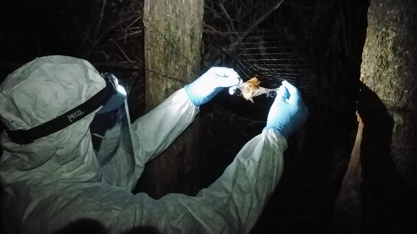 Collecting Bat Samples, 2