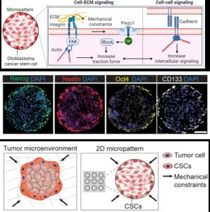 Mechanical constraints guide spatial pattern of glioblastoma cancer stem cells