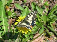 <i>Papilio machaon</i>