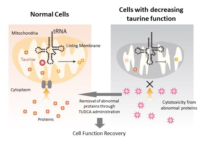 Protein Production Mechanism in Mitochondria