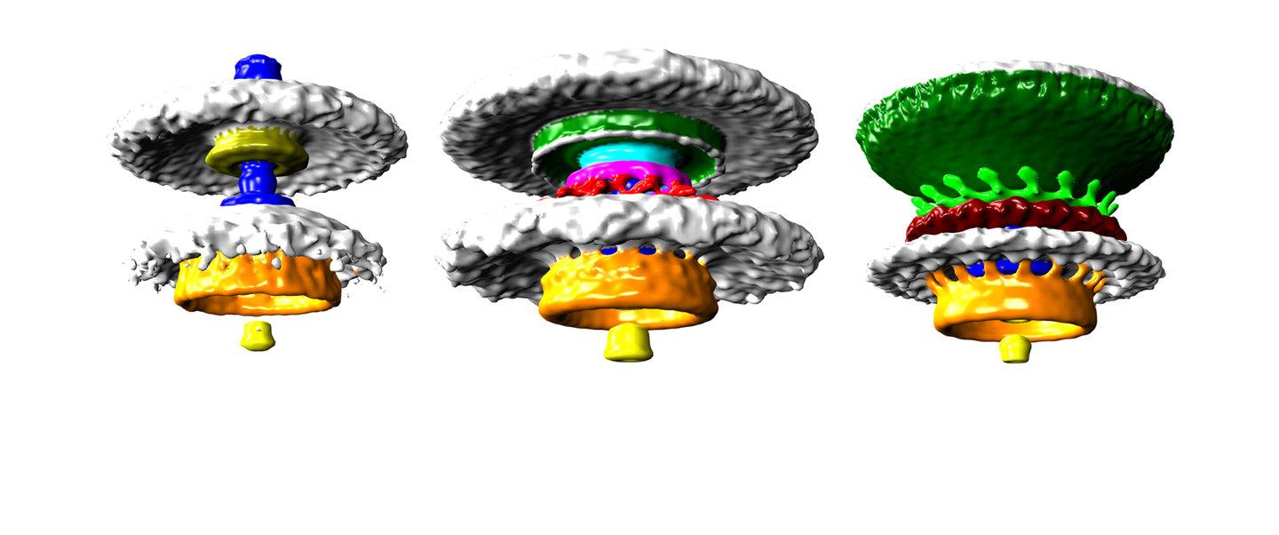 Bacterial Motors with No Background