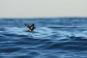 Improving protection for the world's smallest and most elusive seabirds