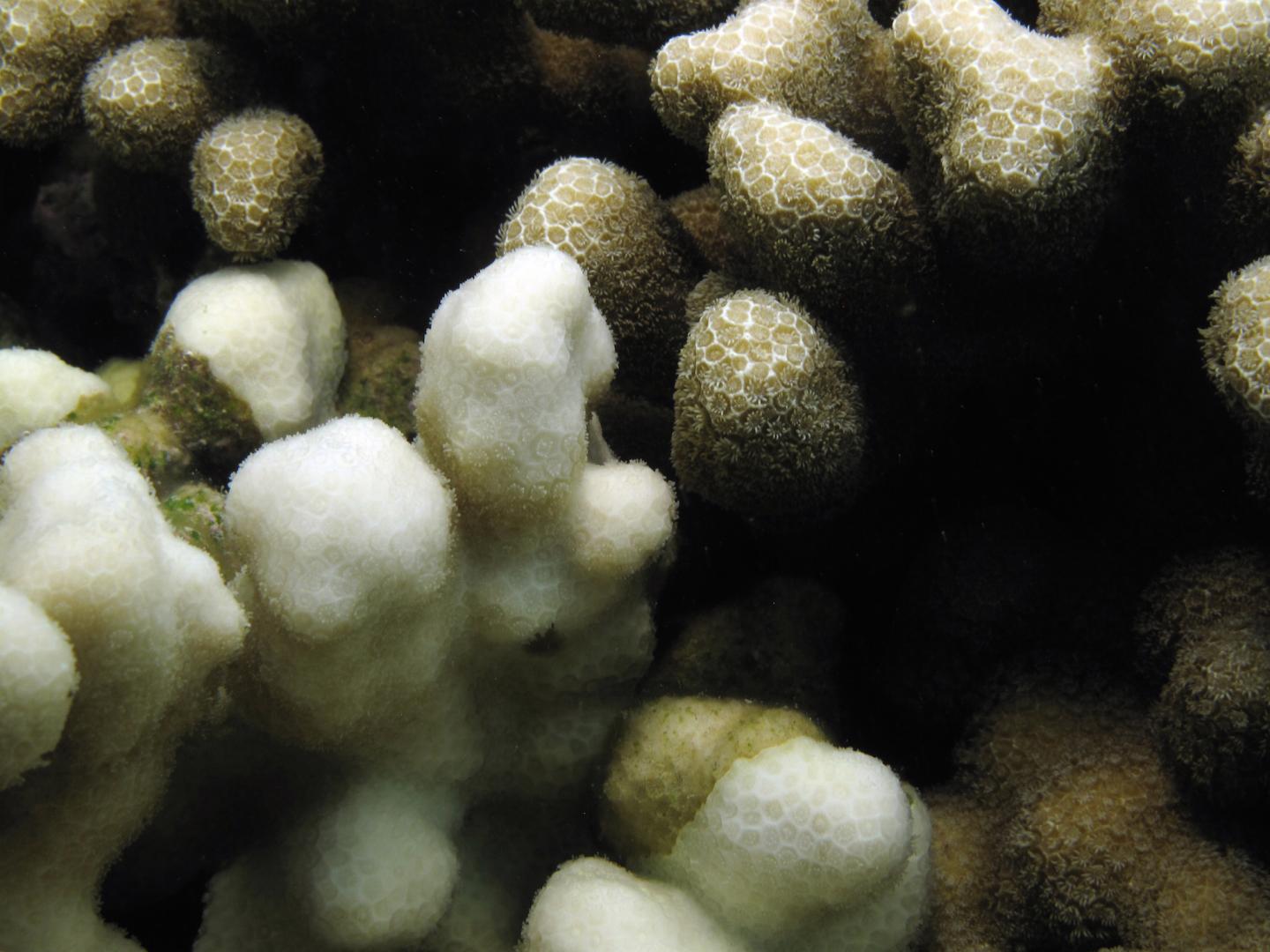 Bleached and Unbleached Coral