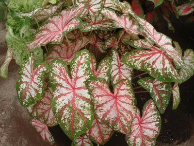New Pink Fancy-Leaved Caladium Debuts