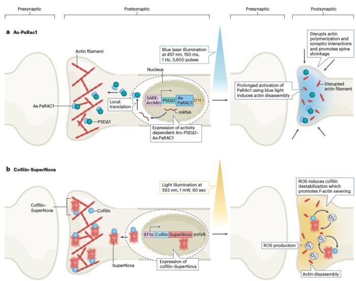 Figure 3. Techniques for silencing active synapses