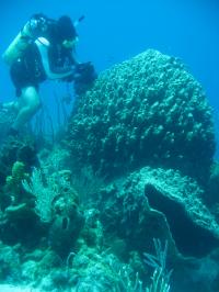 Sponges and Bacteria Work Together to Support the Reef Ecosystem