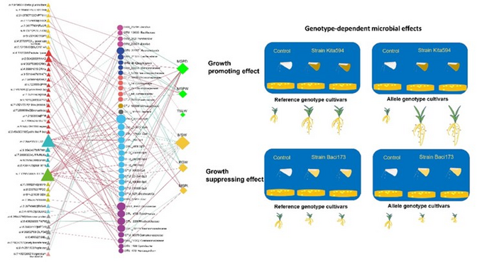 Marker strains influence foxtail millet phenotypes in a genotype-dependent manner