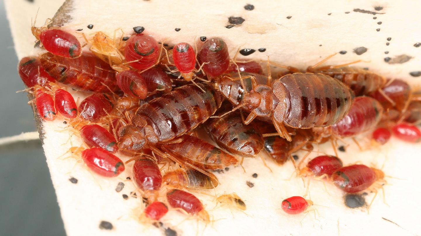 Bed Bugs Modify Home Microbiomes