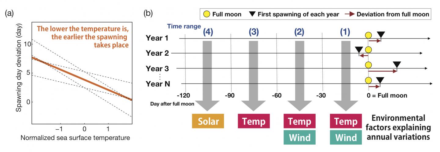 Bending with the Wind, Coral Spawning Linked to Ocean Environment