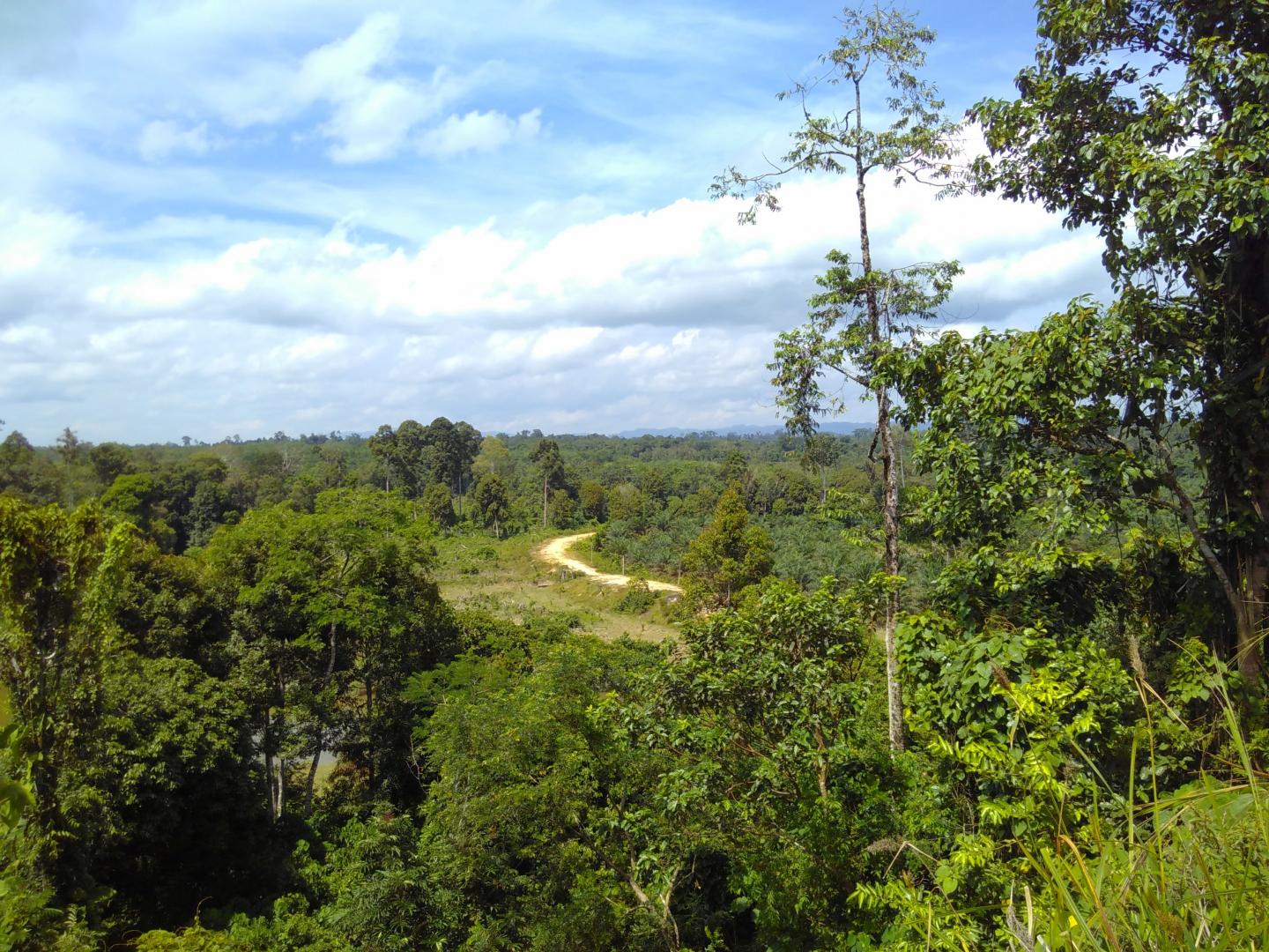 View through Forest to a National Park