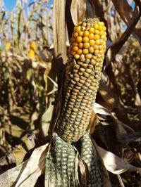 Close up of single cob of corn showing fungus
