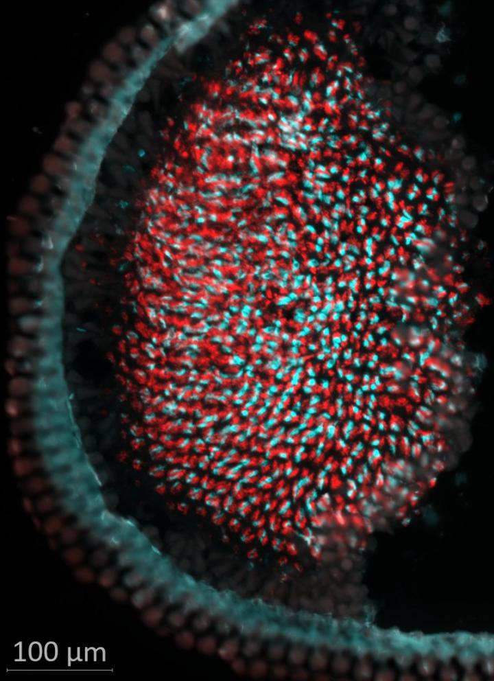 Opsin expression patterns acro [IMAGE] EurekAlert! Science News Releases