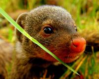 Mongoose (3 of 3)