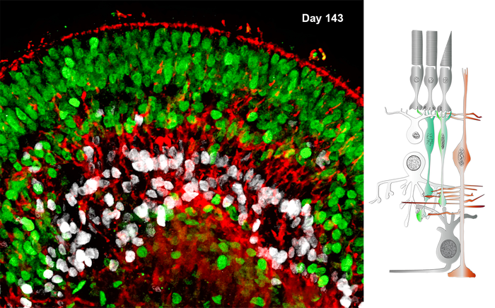 Cross section retinal organoids