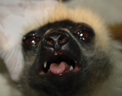 Ticks in a Lemur's Nose