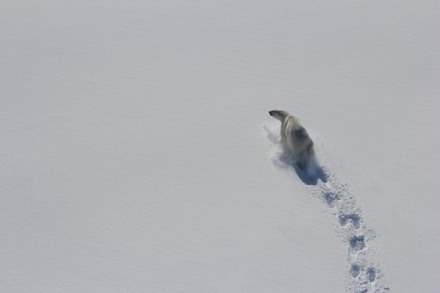 Baffin Bay Polar Bear