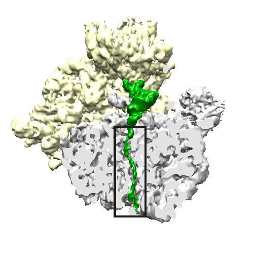 New Drug Strategy: Target the Ribosome to Halt Protein Production