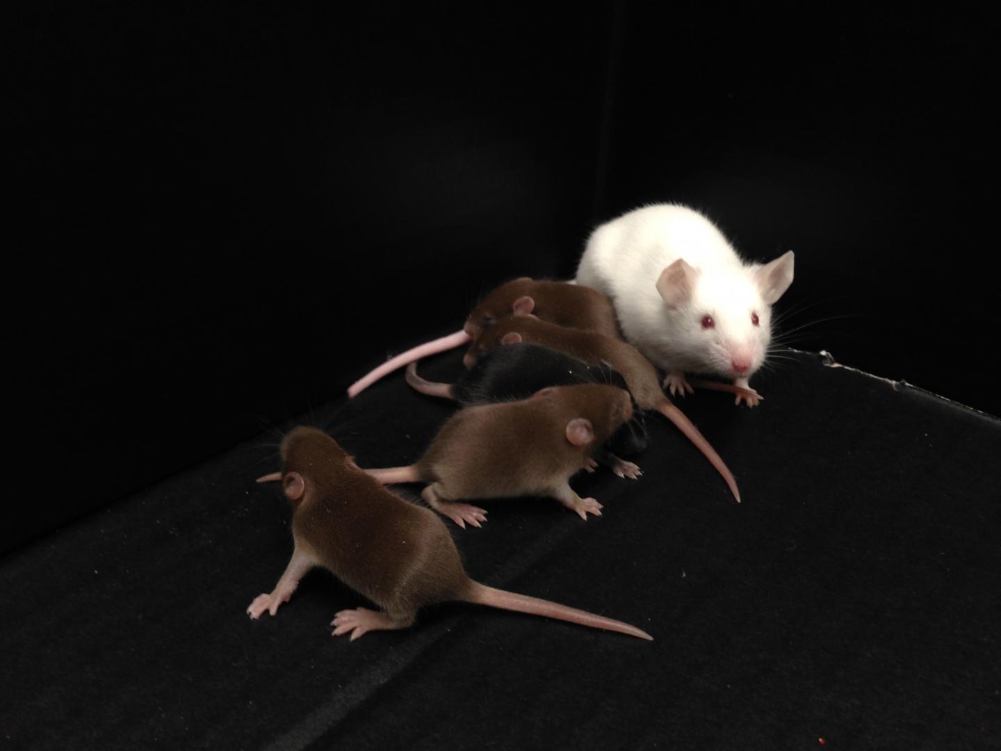 Replacement of the Y Chromosome in Male Mice (2 of 10)