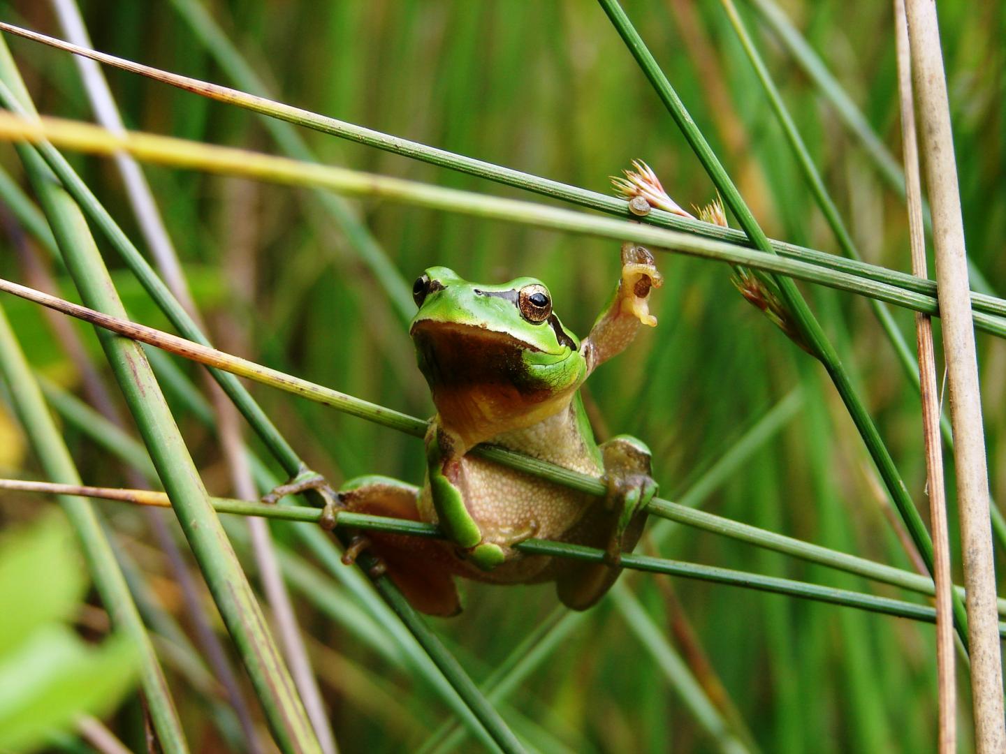 Frog and Toad Larvae Become Vegetarian when It Is Hot