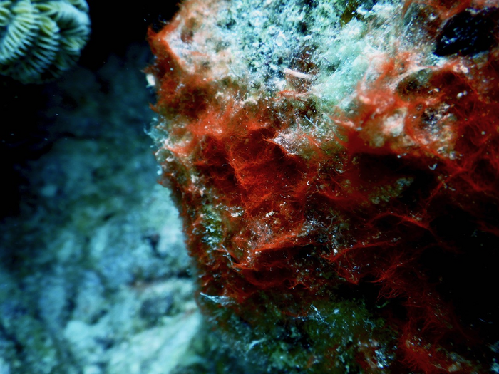 Benthic cyanobacterial mat overgrowing live coral